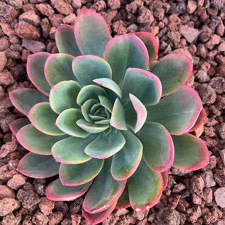 Apartamento Rocasol - Marina Real Ii *