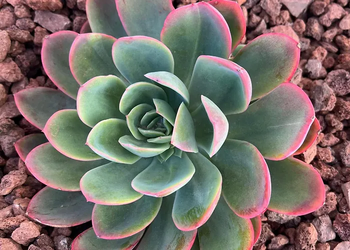 Appartement Rocasol - Marina Real Ii *